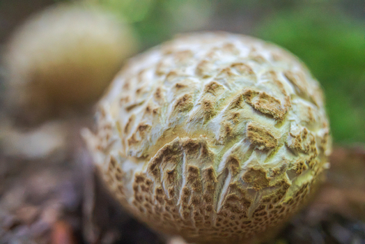 View of a textured round fungus growing on the forest floor in Looe Cornwall United Kingdom. View of a textured round fungus growing on the forest floor in Looe Cornwall United Kingdom.