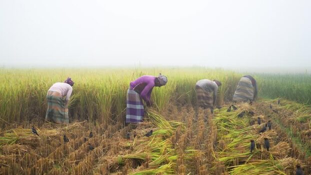 View of farmers harvesting rice in a foggy field Bangladesh. View of farmers harvesting rice in a foggy field Bangladesh.