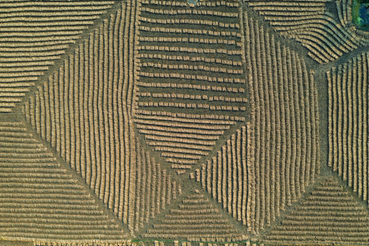 Aerial view of harvested rice fields arranged in geometric patterns across the rural landscape in Panchagarh Rangpur Division Bangladesh. Aerial view of harvested rice fields arranged in geometric patterns across the rural landscape in Panchagarh Rangpur Division Bangladesh.