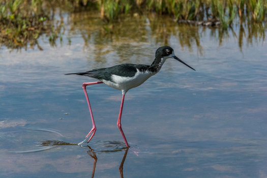 View of a Hawaiian stilt wading through shallow water with its long pink legs and slender beak visible in Maui Maui County Hawaii United States.