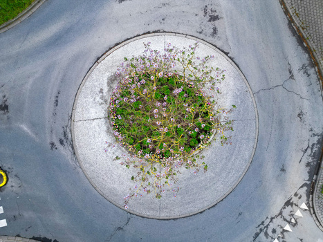 Aerial view of a circular traffic roundabout featuring a blooming tree with pink flowers and lush green foliage in the center Woluwe Saint Lambert Bruxelles Belgium. Aerial view of a circular traffic roundabout featuring a blooming tree with pink flowers and lush green foliage in the center Woluwe Saint Lambert Bruxelles Belgium.