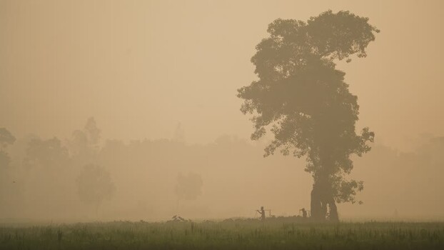 View of farmers walking past a large tree in the mist Bangladesh. View of farmers walking past a large tree in the mist Bangladesh.