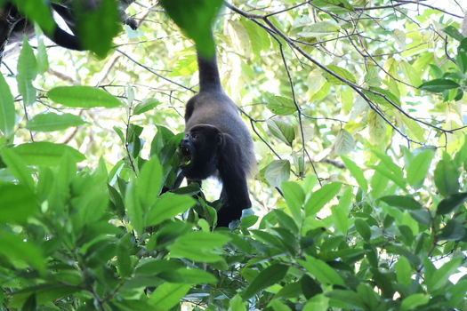 View of a dark monkey hangs amidst vibrant green foliage its tail gripping a branch Roxana Limón Province Costa Rica. View of a dark monkey hangs amidst vibrant green foliage its tail gripping a branch Roxana Limón Province Costa Rica.