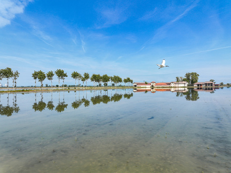 Aerial view of flooded rice fields with a white bird flying over the water and farmhouses reflected under a blue sky in Trino Piedmont Italy.