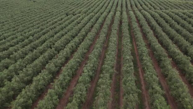 Aerial view of rows of green trees in an orchard Portugal. Aerial view of rows of green trees in an orchard Portugal.