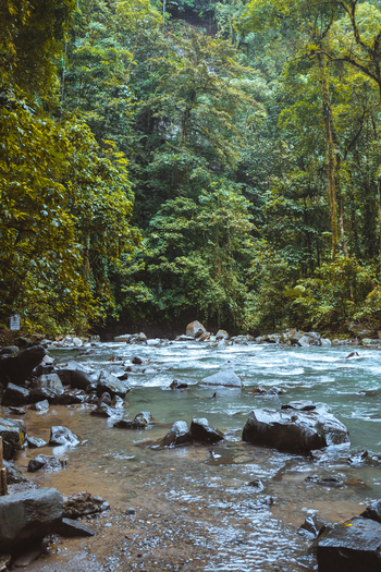 View of a river flowing through a lush tropical rainforest with large rocks in the foreground and dense green foliage in Costa Rica.
