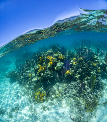 View of a vibrant coral reef with colorful sponges and marine life under clear turquoise water and a bright blue sky Guanaja Bay Islands Department Honduras. View of a vibrant coral reef with colorful sponges and marine life under clear turquoise water and a bright blue sky Guanaja Bay Islands Department Honduras.