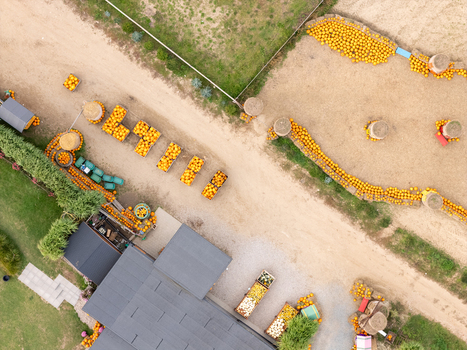 Aerial view of a pumpkin farm with numerous orange pumpkins arranged in neat rows and piles on the ground and in wooden crates near a farm building in Gdansk Poland. Aerial view of a pumpkin farm with numerous orange pumpkins arranged in neat rows and piles on the ground and in wooden crates near a farm building in Gdansk Poland.