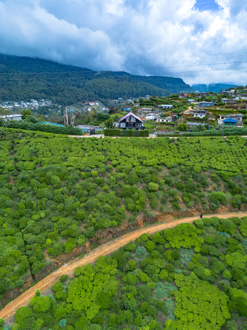 Aerial view of lush green tea plantations with a small house and a dirt path winding through the hilly landscape under a cloudy sky in Nuwara Eliya Central Province Sri Lanka. Aerial view of lush green tea plantations with a small house and a dirt path winding through the hilly landscape under a cloudy sky in Nuwara Eliya Central Province Sri Lanka.
