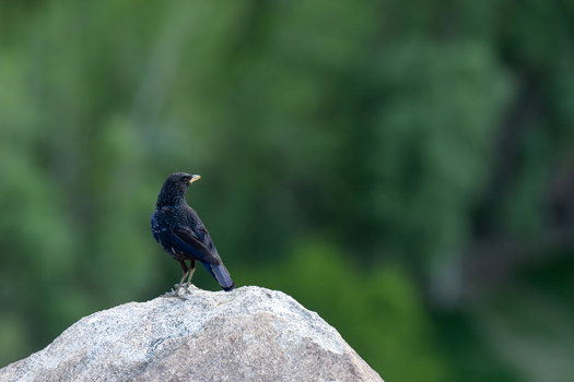 View of a blue whistling thrush perched on a large grey rock against a blurred green natural background in Gilgit Pakistan.