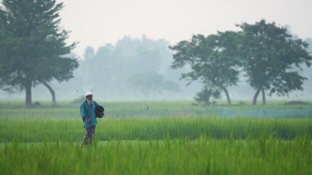View of a farmer walking in green fields in Bogura Bangladesh. View of a farmer walking in green fields in Bogura Bangladesh.