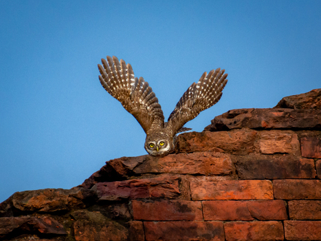 View of an owl with wings spread wide perched on ancient red brickwork against a stark blue sky a moment captured in time Rajshahi Rajshahi Division Bangladesh.