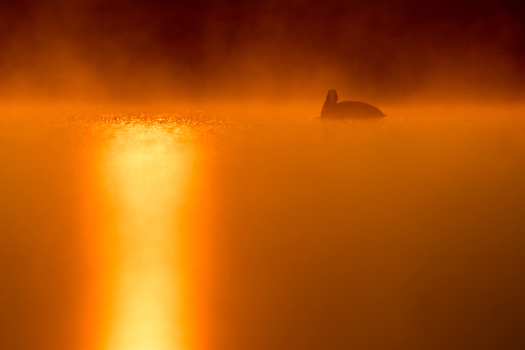 View of a coot swimming in a lake surrounded by dense morning mist during golden hour in Debrzno Pomeranian Voivodeship Poland. View of a coot swimming in a lake surrounded by dense morning mist during golden hour in Debrzno Pomeranian Voivodeship Poland.