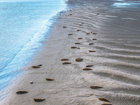 Aerial view of a colony of seals resting on the sandy tidal flats of the Baie de Somme with ripple patterns in the sand in Saint Valery sur Somme Hauts de France France. Aerial view of a colony of seals resting on the sandy tidal flats of the Baie de Somme with ripple patterns in the sand in Saint Valery sur Somme Hauts de France France.