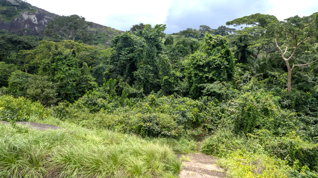 Aerial view of Idanre Hill surrounded by lush tropical vegetation and dense forest canopy in the rocky landscape of Idanre Ondo State Nigeria. Aerial view of Idanre Hill surrounded by lush tropical vegetation and dense forest canopy in the rocky landscape of Idanre Ondo State Nigeria.