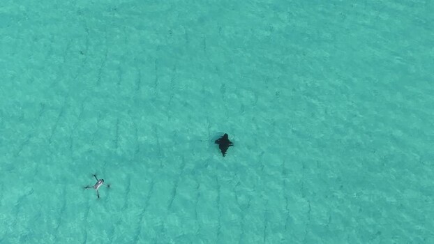 Aerial view of an eagle ray swimming in turquoise water Maldives. Aerial view of an eagle ray swimming in turquoise water Maldives.