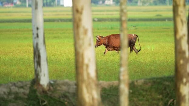 View of a cow walking in a green field in Bogura Bangladesh. View of a cow walking in a green field in Bogura Bangladesh.
