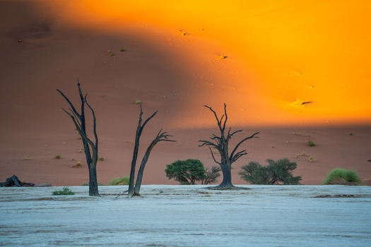 View of stark skeletal trees standing against the backdrop of fiery sunset hues over the desert landscape creating a surreal and haunting scene Sossusvlei Hardap Region Namibia. View of stark skeletal trees standing against the backdrop of fiery sunset hues over the desert landscape creating a surreal and haunting scene Sossusvlei Hardap Region Namibia.