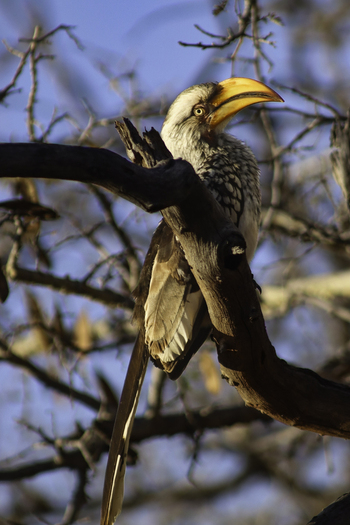 View of a southern yellow billed hornbill perched on a dry tree branch at Tumbeta Private Game Reserve in Thabazimbi Limpopo South Africa. View of a southern yellow billed hornbill perched on a dry tree branch at Tumbeta Private Game Reserve in Thabazimbi Limpopo South Africa.