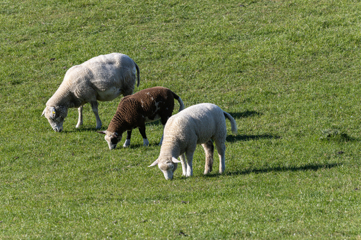 View of three sheep grazing on a lush green meadow under bright sunlight in Varel Lower Saxony Germany. View of three sheep grazing on a lush green meadow under bright sunlight in Varel Lower Saxony Germany.