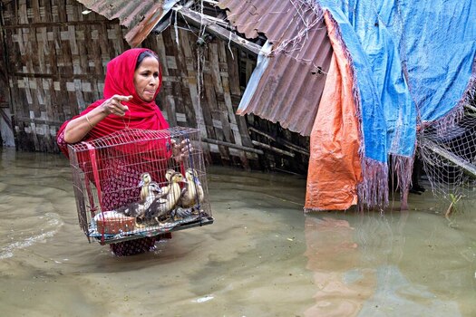 Banshkhali Upazila Chittagong Division Bangladesh 10 July 2026 View of a woman in a red headscarf wading through floodwaters while carrying a cage of ducks. Banshkhali Upazila Chittagong Division Bangladesh 10 July 2026 View of a woman in a red headscarf wading through floodwaters while carrying a cage of ducks.