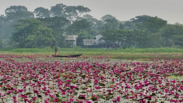 View of a person in a boat on a water lily pond Bangladesh. View of a person in a boat on a water lily pond Bangladesh.