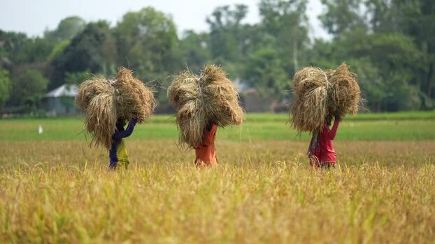 View of farmers carrying rice straw in a field Bangladesh. View of farmers carrying rice straw in a field Bangladesh.