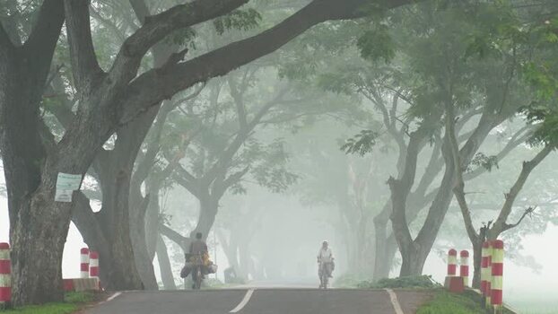 View of a misty tree lined road in Bogura Bangladesh. View of a misty tree lined road in Bogura Bangladesh.