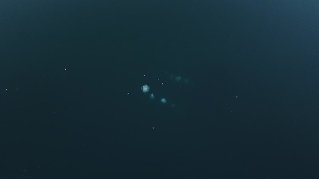 Aerial view of whales swimming in the deep blue ocean Greenland. Aerial view of whales swimming in the deep blue ocean Greenland.