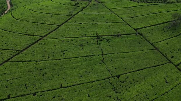 Aerial view of tea plantation in Nuwara Eliya Sri Lanka. Aerial view of tea plantation in Nuwara Eliya Sri Lanka.