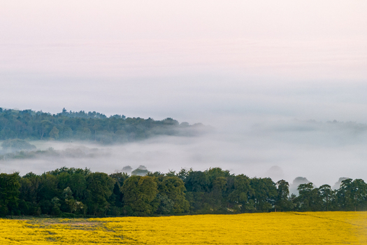 Aerial view of a vibrant yellow rapeseed field and a dense line of trees with thick morning mist rolling over the rolling hills Nuffield Oxfordshire United Kingdom. Aerial view of a vibrant yellow rapeseed field and a dense line of trees with thick morning mist rolling over the rolling hills Nuffield Oxfordshire United Kingdom.