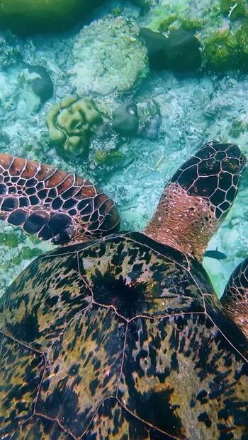 View of a sea turtle swimming over a coral reef Indonesia. View of a sea turtle swimming over a coral reef Indonesia.