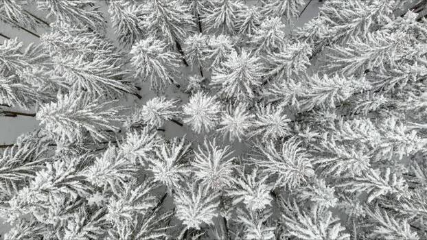Aerial view of snow covered pine forest in Brasov Romania. Aerial view of snow covered pine forest in Brasov Romania.