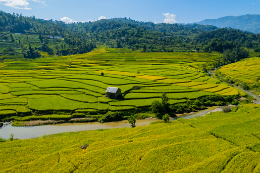 Aerial view of vibrant terraced rice fields featuring a small wooden hut nestled among lush green and golden crops with a winding river and distant mountains in Nepal.