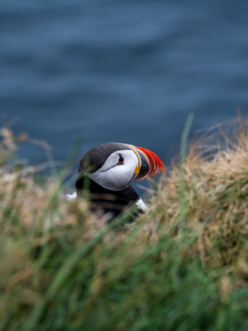 View of an Atlantic puffin with its colorful beak resting in the green grass near the sea at Borgarfjordur eystri Bakkagerdi Mulathing Iceland. View of an Atlantic puffin with its colorful beak resting in the green grass near the sea at Borgarfjordur eystri Bakkagerdi Mulathing Iceland.