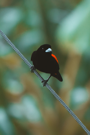 View of a small black bird with a vibrant red patch on its back perched on a wire in Costa Rica.