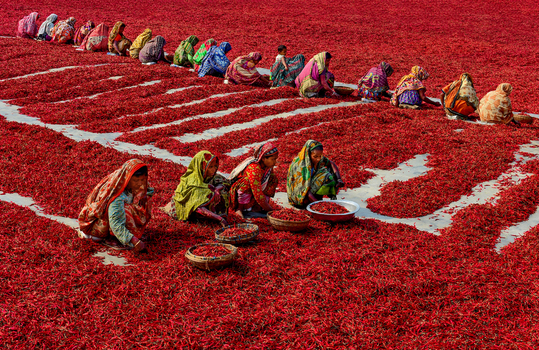 Bogura Bangladesh 09 February 2017 View of women in colorful saris sorting and drying red chili peppers in a vast field under bright daylight. Bogura Bangladesh 09 February 2017 View of women in colorful saris sorting and drying red chili peppers in a vast field under bright daylight.