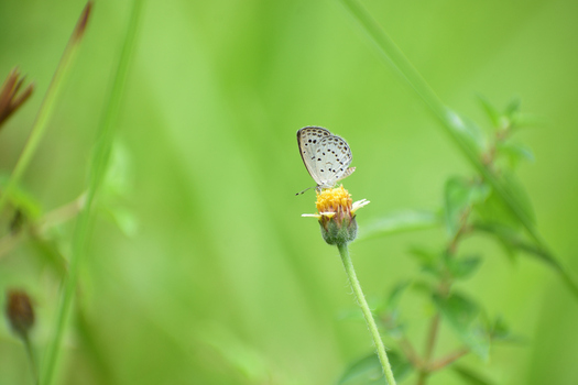 View of a small butterfly resting on a yellow wildflower in a lush green field in Kushtia Khulna Division Bangladesh. View of a small butterfly resting on a yellow wildflower in a lush green field in Kushtia Khulna Division Bangladesh.