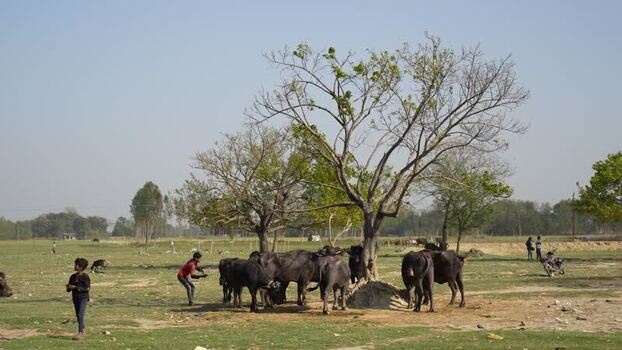 View of water buffaloes grazing under a tree in a rural field Nepal. View of water buffaloes grazing under a tree in a rural field Nepal.