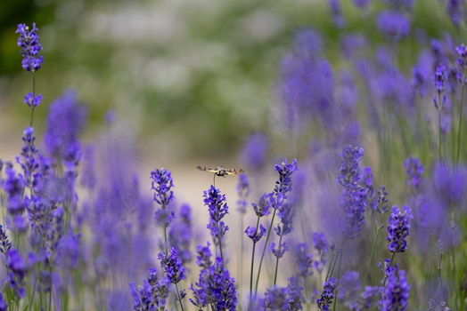 View of a hummingbird hawk moth hovering over vibrant purple lavender flowers in a garden in Wittenheim Grand Est France.