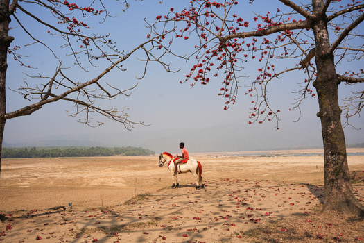 Sunamganj District Bangladesh 04 February 2026 View of Shimul Bagan with a man riding a white horse among blooming red silk cotton trees in a dry riverbed landscape. Sunamganj District Bangladesh 04 February 2026 View of Shimul Bagan with a man riding a white horse among blooming red silk cotton trees in a dry riverbed landscape.