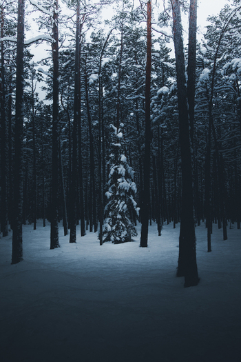View of Lahemaa National Park featuring tall pine trees covered in snow during a cold winter day in Estonia. View of Lahemaa National Park featuring tall pine trees covered in snow during a cold winter day in Estonia.