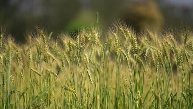 View of a wheat field with golden stalks Nepal.