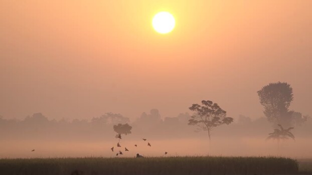 View of birds flying over a misty field at sunrise Bangladesh. View of birds flying over a misty field at sunrise Bangladesh.