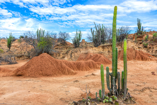 View of the Tatacoa Desert featuring red soil formations and tall cacti under a blue sky in Villavieja Huila Colombia.