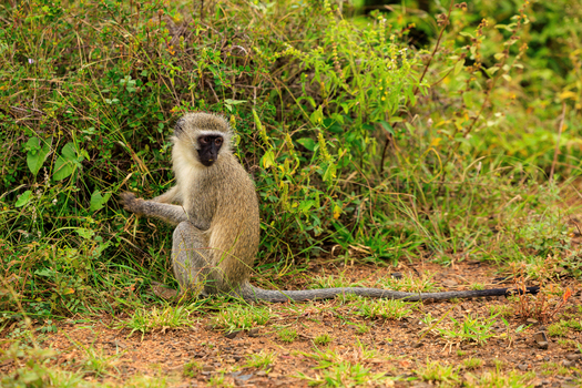 View of a vervet monkey sitting on the ground near lush green bushes in Kruger National Park Skukuza Mpumalanga South Africa. View of a vervet monkey sitting on the ground near lush green bushes in Kruger National Park Skukuza Mpumalanga South Africa.
