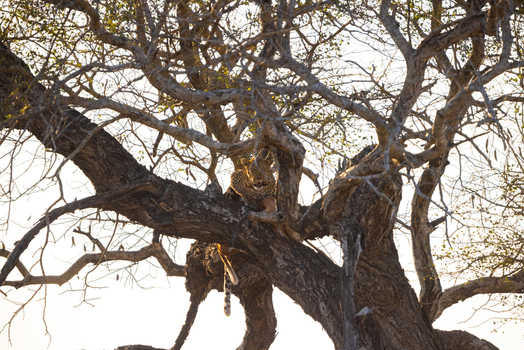 View of a leopard resting on a thick branch of a large tree with tangled branches against a bright sky in Kruger National Park Kruger Park Mpumalanga South Africa. View of a leopard resting on a thick branch of a large tree with tangled branches against a bright sky in Kruger National Park Kruger Park Mpumalanga South Africa.