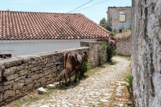 View of a brown cow walking along a narrow cobblestone street between historic stone walls and traditional houses with tiled roofs in Qeparo Fshat Vlore County Albania. View of a brown cow walking along a narrow cobblestone street between historic stone walls and traditional houses with tiled roofs in Qeparo Fshat Vlore County Albania.