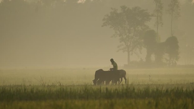 View of a farmer with cows in a misty field Bangladesh.