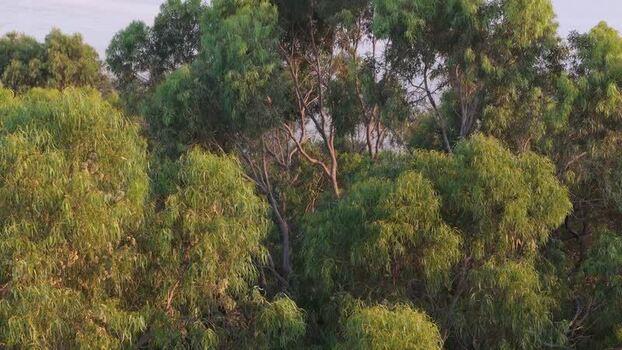 Aerial view of Larnaca Salt Lake and eucalyptus trees Cyprus.